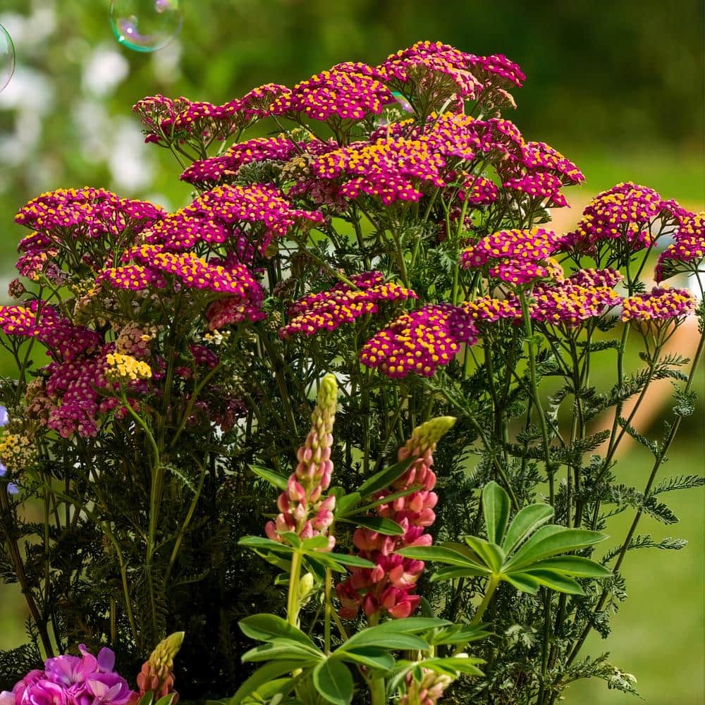 3.25 in. Desert Eve Rose Achillea Perennial Plant with Pin.k Flowers 3-Piece - Hercitys