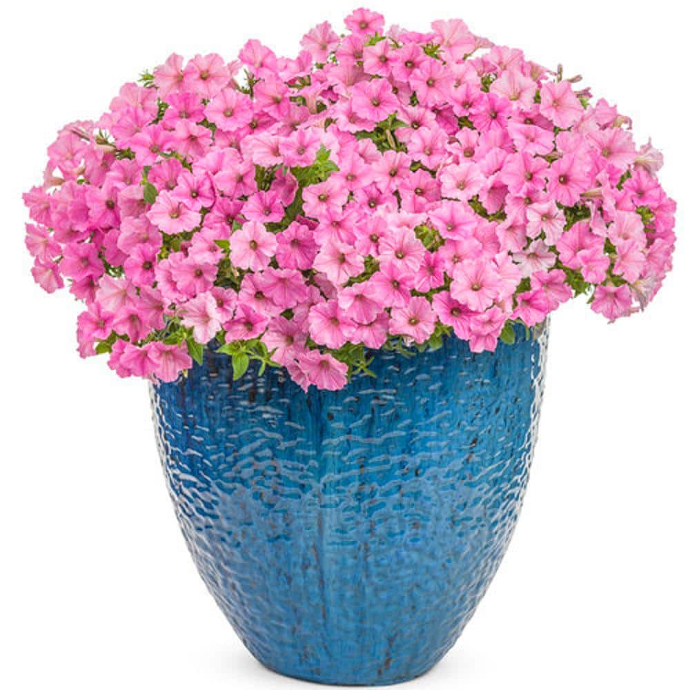 4.25 in. Grande Supertunia Vista Bubblegum (Petunia) Annual Live Plant with Bright Pink Flowers (4-Pack) - Hercitys