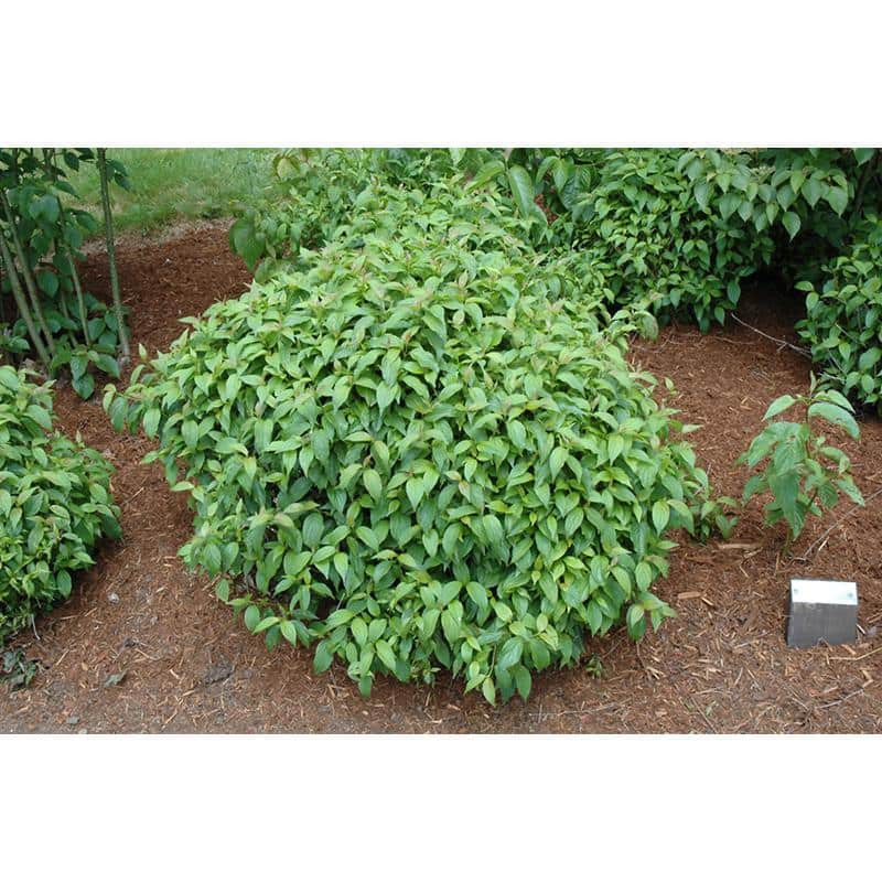 1 Gal. Kelsey Dogwood Shrub With Compact Lush Foliage and Extreme Cold Hardiness - Hercitys