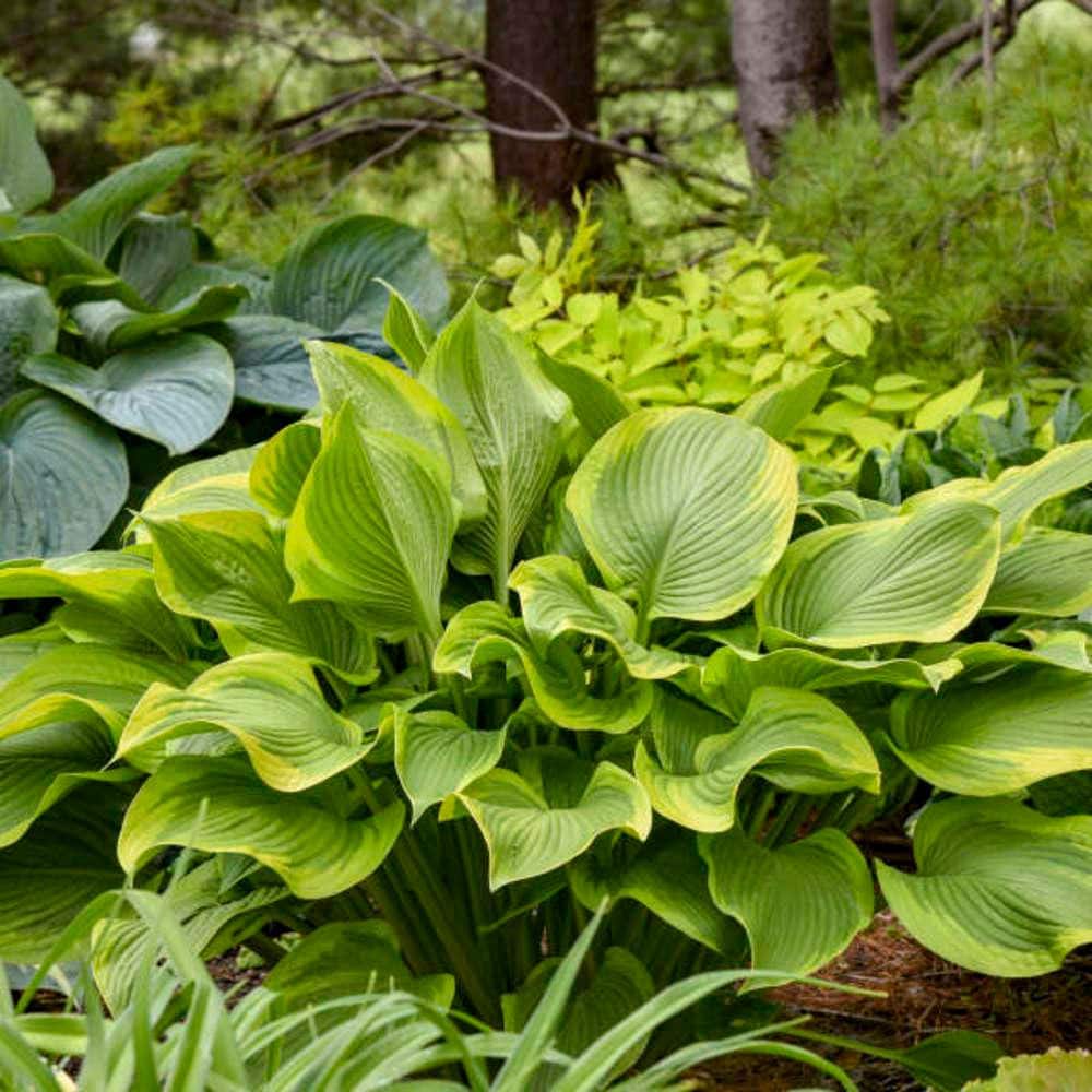 0.65 Gal. Shadowland Lone Star Hosta (Hosta Hybrid) Live Perennial Plant with Green and Yellow Foliage - Hercitys