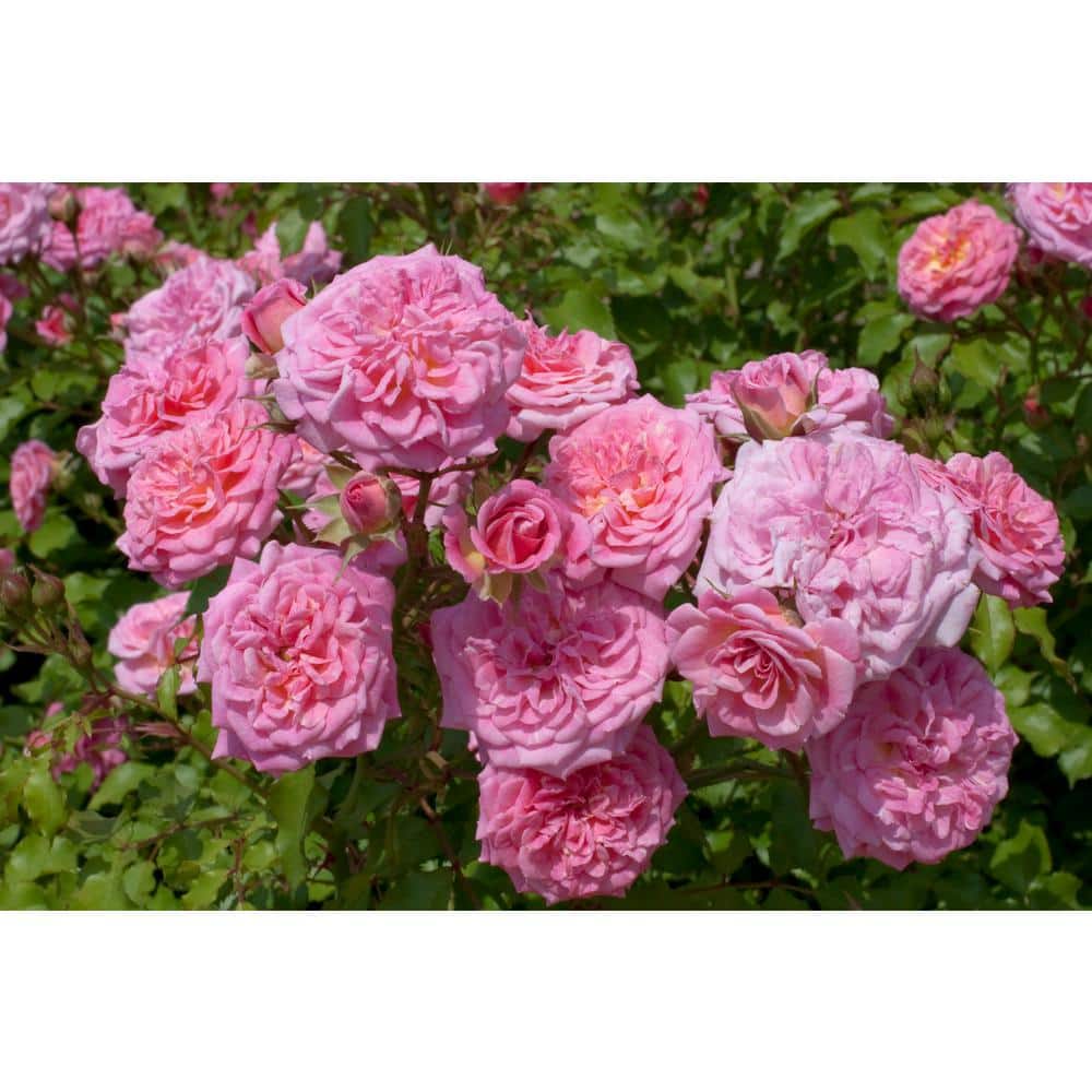 2 Gal. Sweet Drift Rose Bush with Pink Flowers - Hercitys