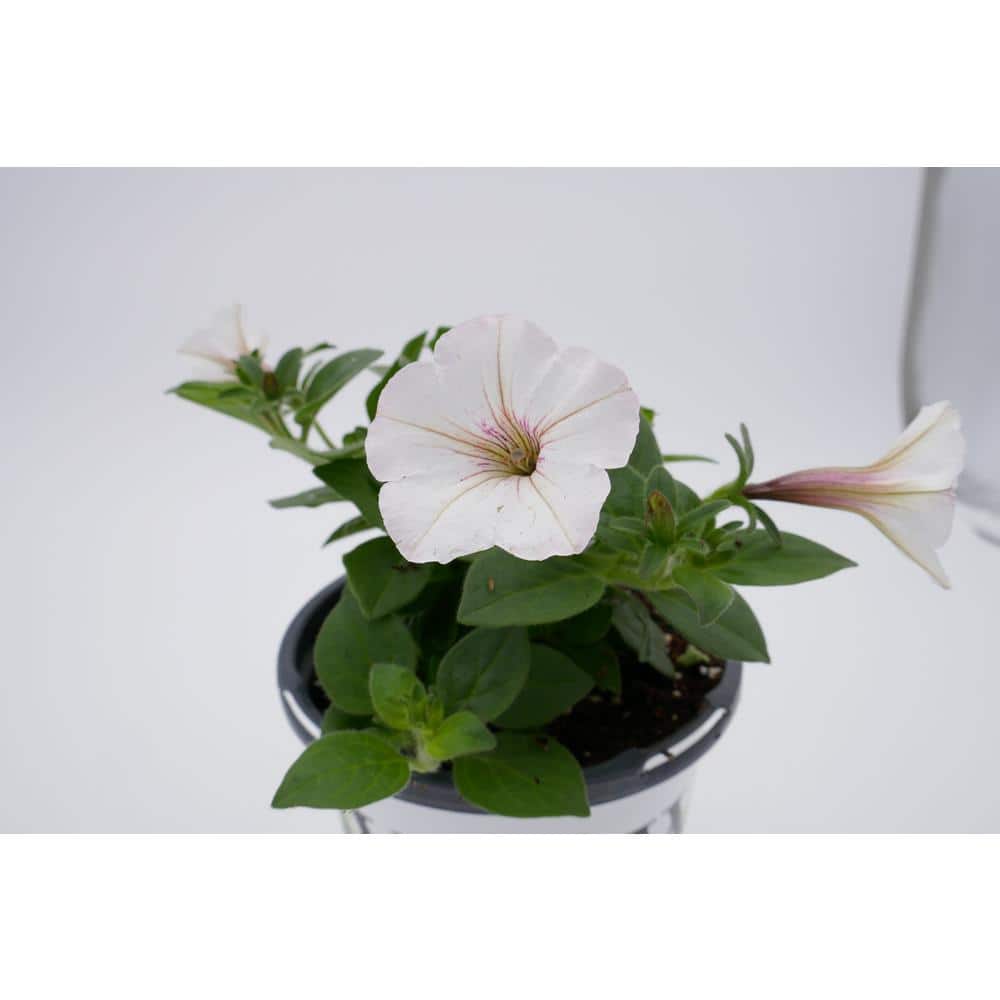 4.25 in. Grande Supertunia Vista Silverberry (Petunia) Live Plants, White & Pink Flowers white w/lavender vein (4-Pack) - Hercitys