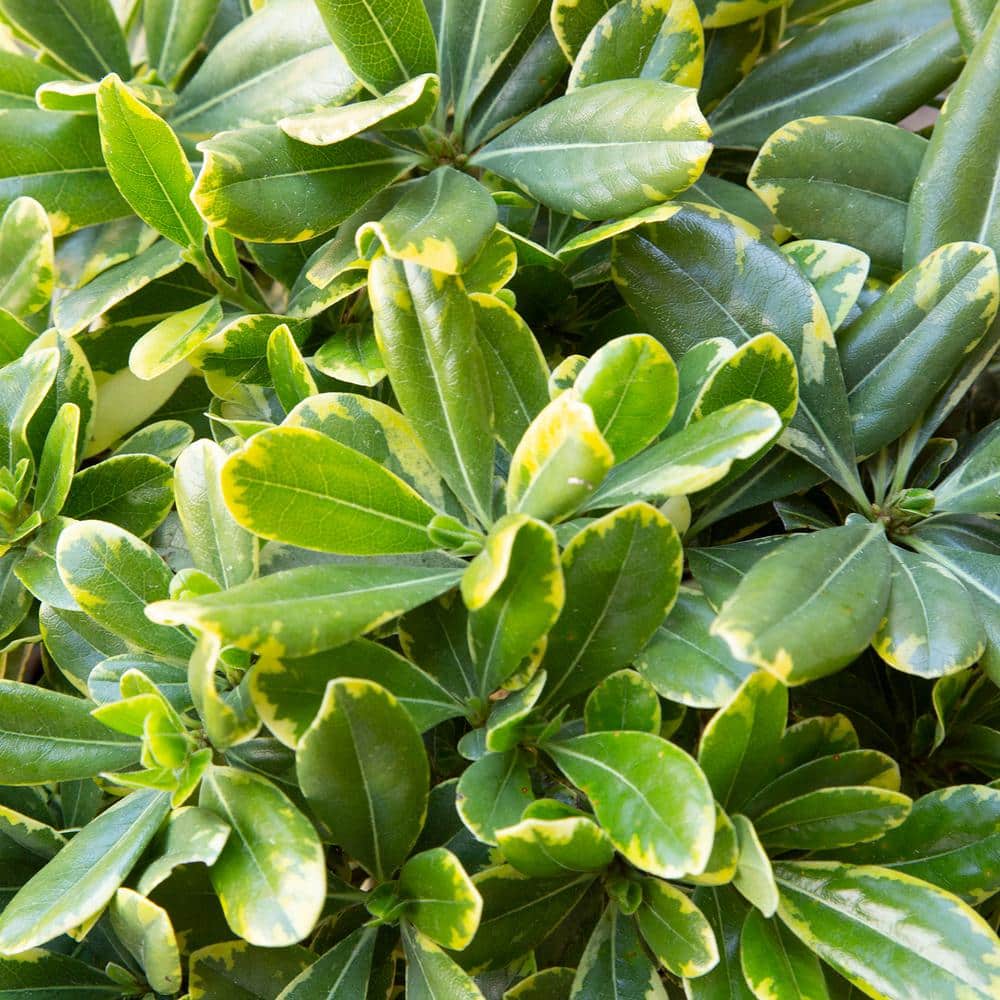 2 Gal. Mojo Pittosporum, Live Dwarf Evergreen Shrub, Green and White Variegated Foliage - Hercitys