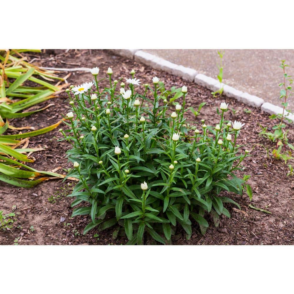 1 Gal. Snowcap Shasta Daisy Shrub With Massive White Flowers and Yellow Centers - Hercitys