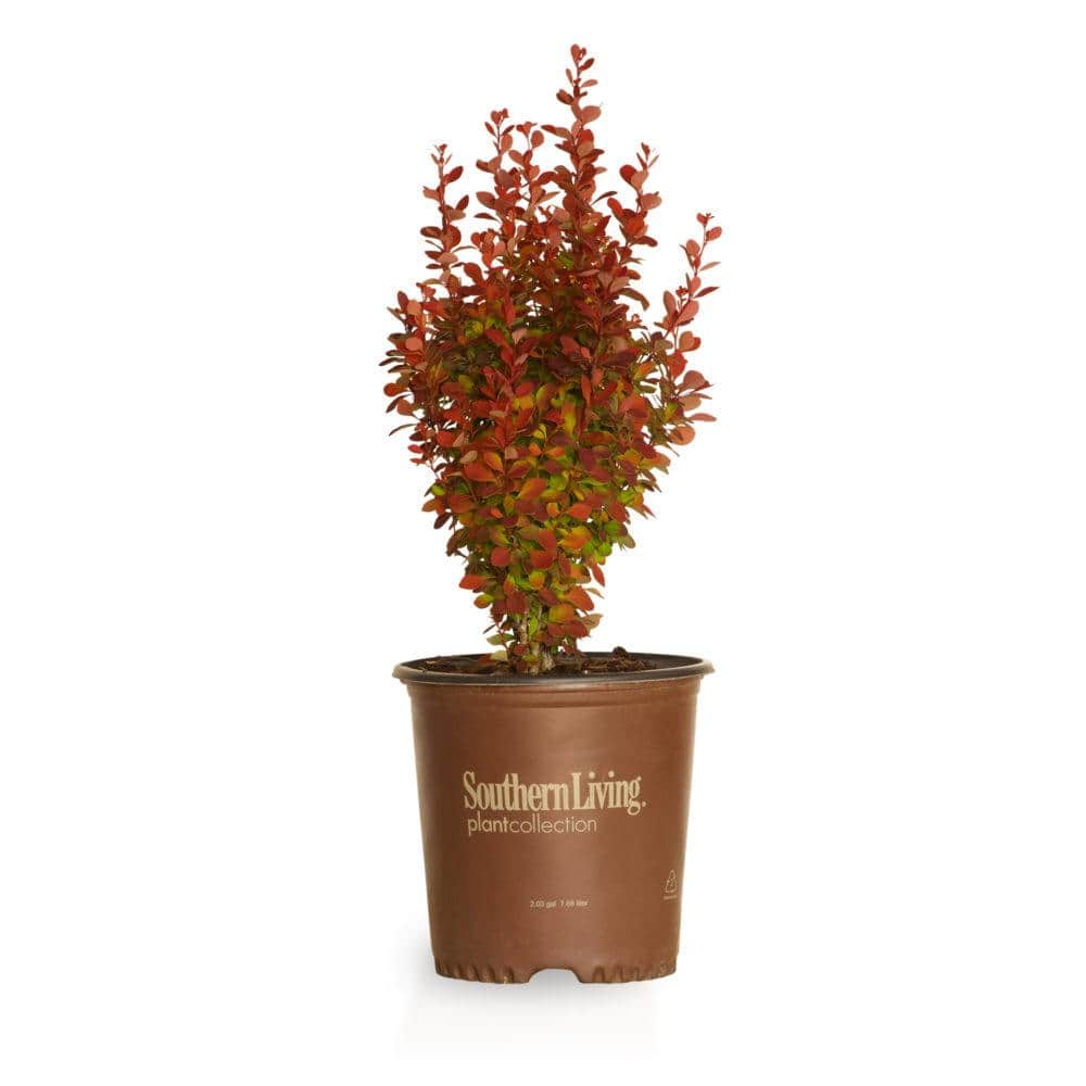 1.5 Gal. Orange Rocket Barberry, Live Deciduous Shrub, Ruby Red Foliage - Hercitys