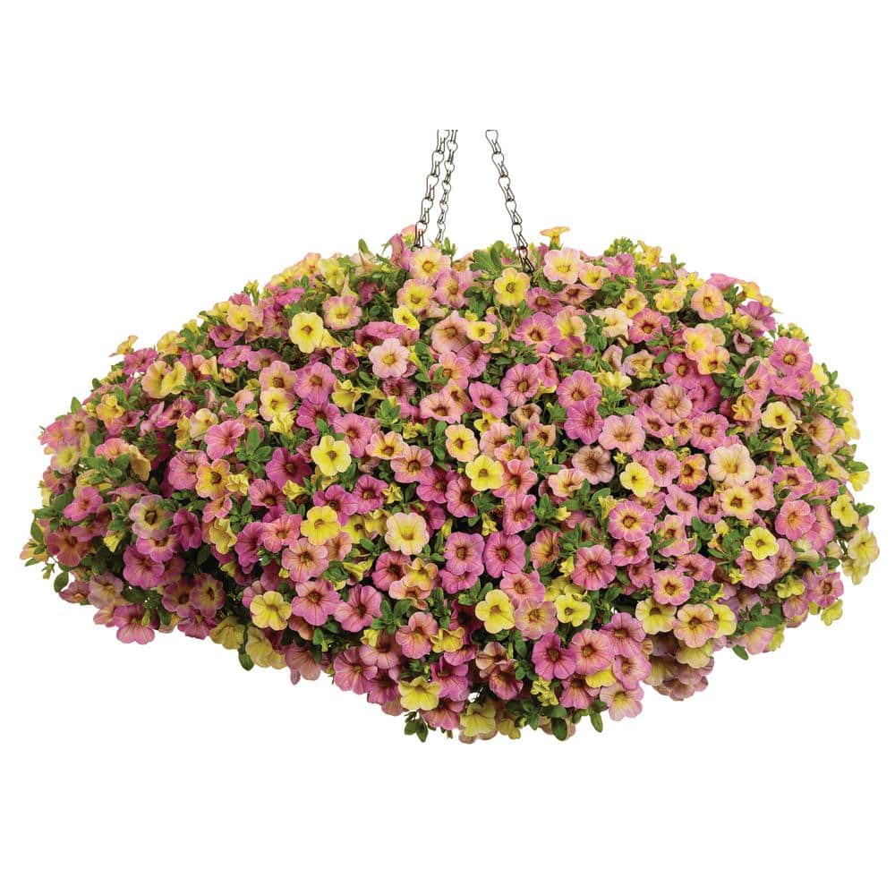 4.25 in. Eco+Grande, Superbells Prism Pink Lemonade (Calibrachoa Hybrid), Live Plant, Pink Flowers (4-Pack) - Hercitys