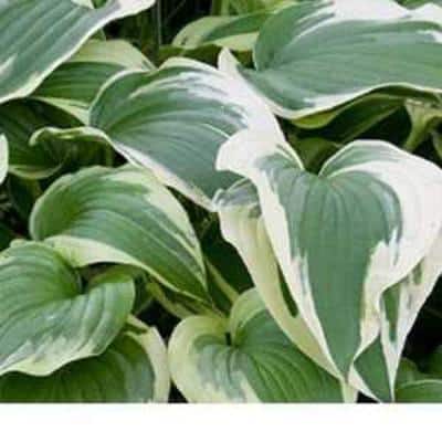 2.5 Qt. Variegated Hosta Live Perennial Plant - Hercitys