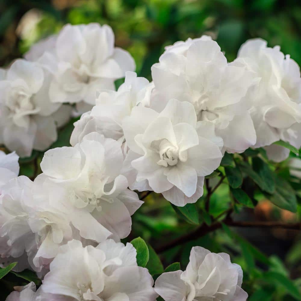 2.25 Gal. Azalea Hardy Gardenia Flowering Shrub with White Blooms - Hercitys