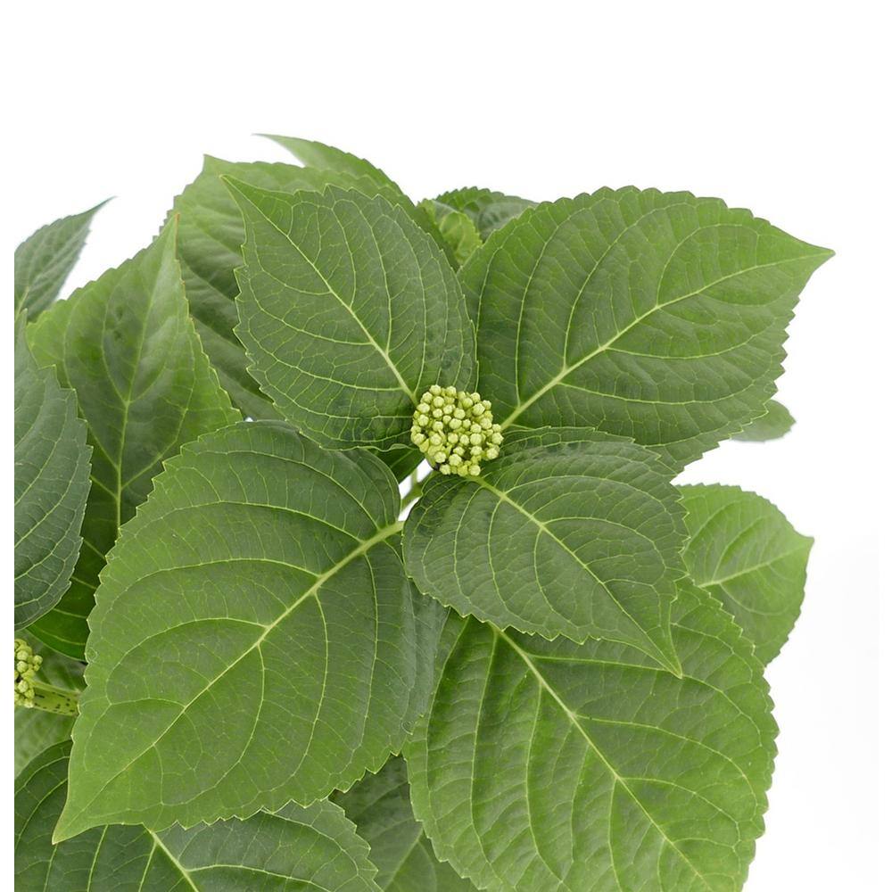 2.5 qt. Hydrangea macrophylla Hi River Blue Perennial Plant with Blue Flowers – 1-Pack - Hercitys