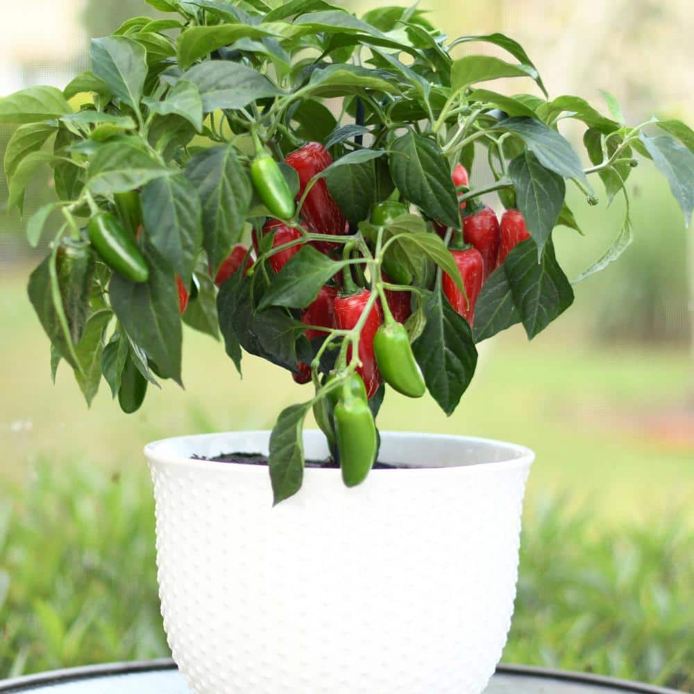25 oz. Early Flame Jalapeno Hot Pepper Plant (2-Pack) - Hercitys