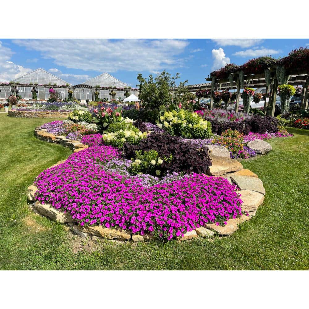 4.25 in. Grande Supertunia Vista Jazzberry (Petunia) Annual Live Plant with Bright Purple Flowers (4-Pack) - Hercitys