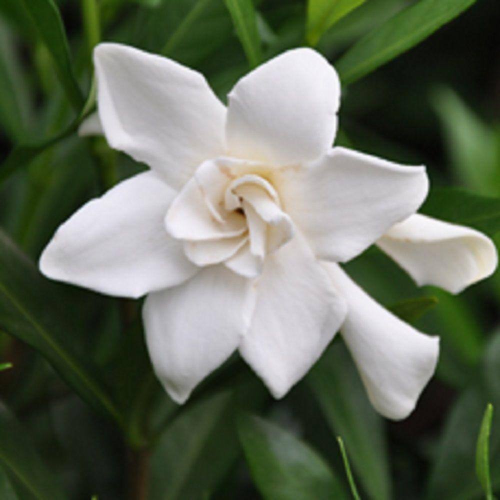 2.5 Gal – Frost Proof Gardenia, Live Evergreen Shrub, White Fragrant Blooms - Hercitys