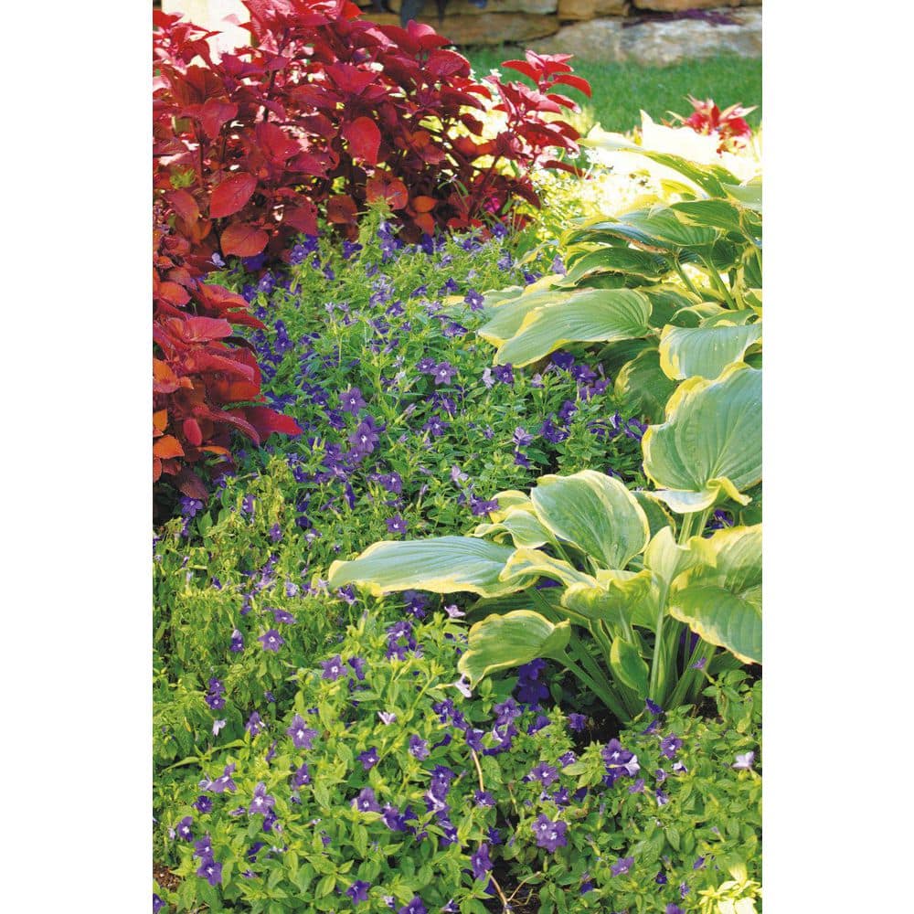 4.25 in. Eco+Grande Endless Illumination (Browallia) Live Plant, Blue-Purple Flowers 4-Pack - Hercitys