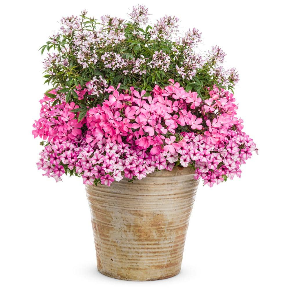 4.25 in. Eco+Grande Supertunia Mini Vista Pink Star (Petunia) Live Plant, Light Pink and White Striped Flowers (4-Pack) - Hercitys