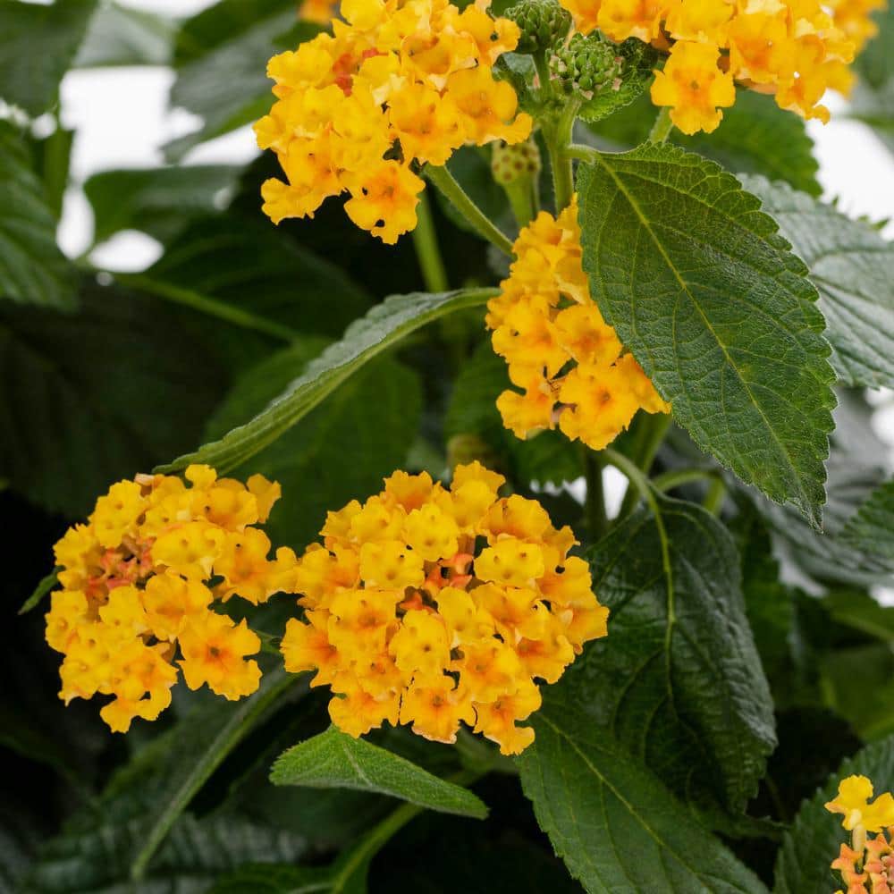 2 Qt. Yellow Lantana Annual Plant (3-Pack) - Hercitys