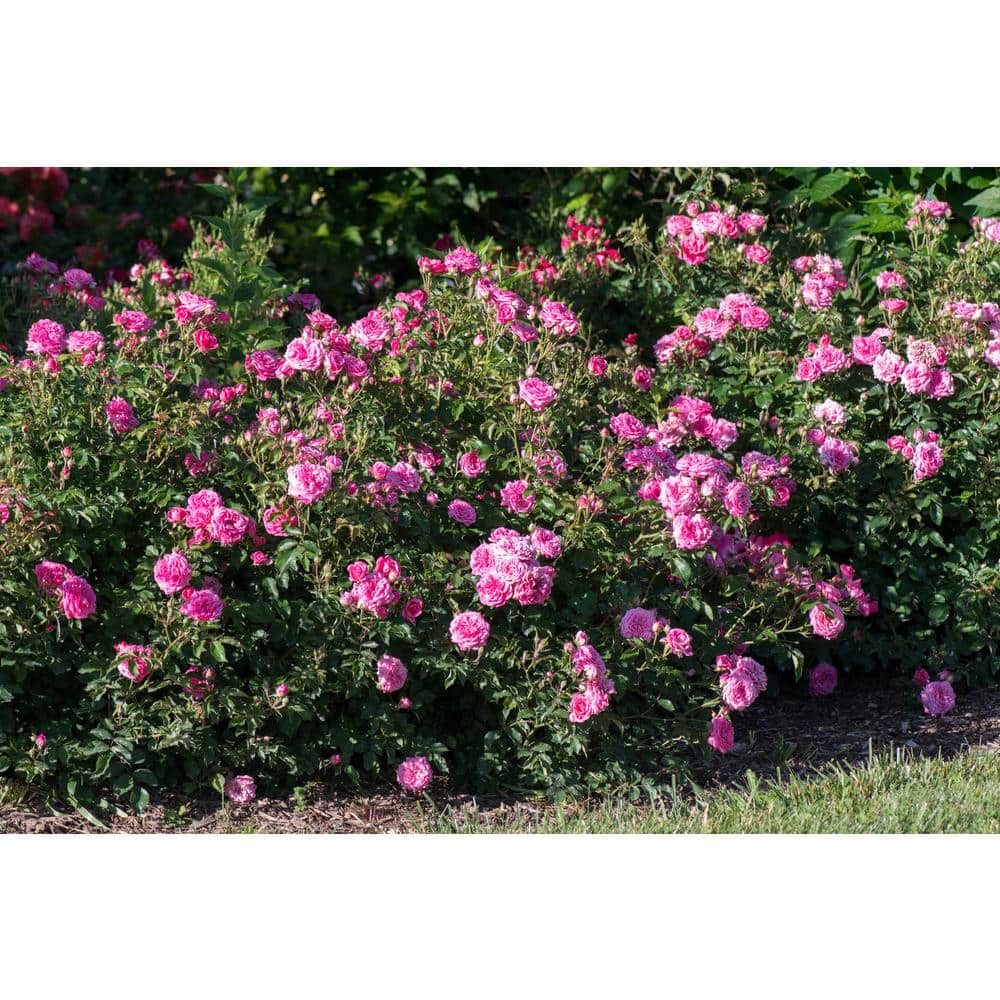 1 Gal. Sweet Drift Rose Bush with Pink Flowers - Hercitys