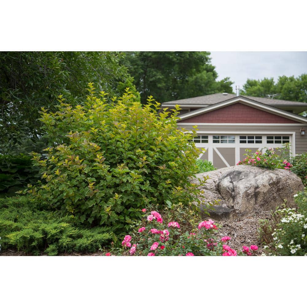 2 Gal. Amber Jubilee Ninebark (Physocarpus) Live Shrub with White Flowers - Hercitys