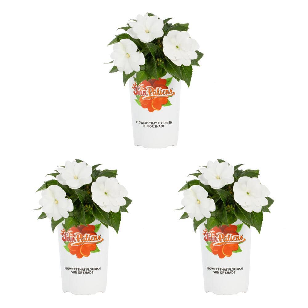 2 Qt. White SunPatiens Impatiens Outdoor Annual Plant with White-Cream Flowers (3-Pack) - Hercitys