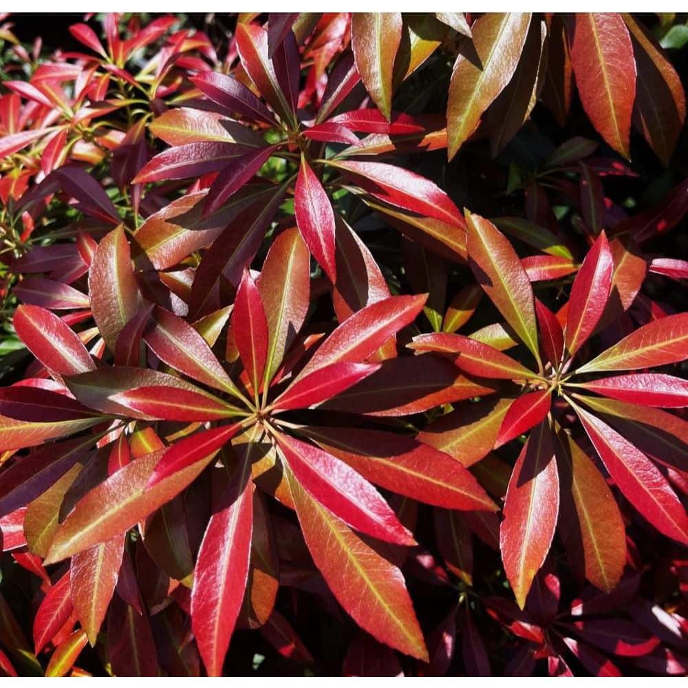 2 Gal. Katsura Pieris Live Shrub with Pink Flowers - Hercitys