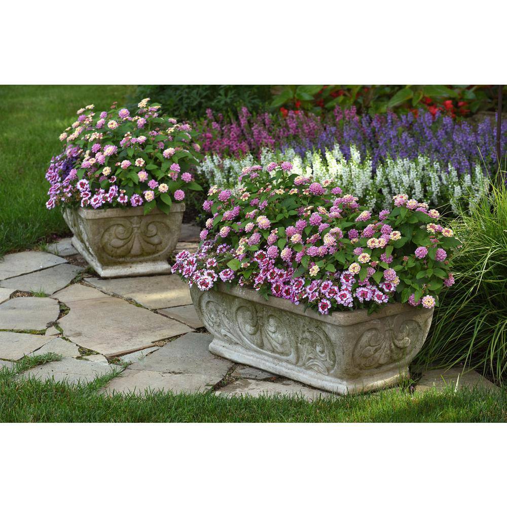 2.5 Qt Lantana Traling Lavender in Grower’s Pot (2-Packs) - Hercitys