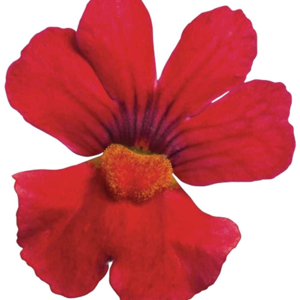 4.25 in. Eco+ Grande Sunsatia Cranberry Red Nemesia (Hybrid) Live Annual Plant with Red Flowers 4-Pack - Hercitys