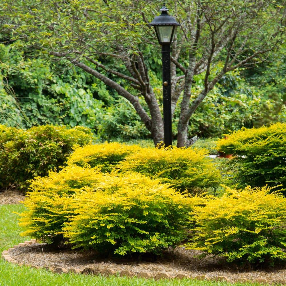 2 Gal. Sunshine Ligustrum Privet Shrub with Golden-Yellow Foliage - Hercitys