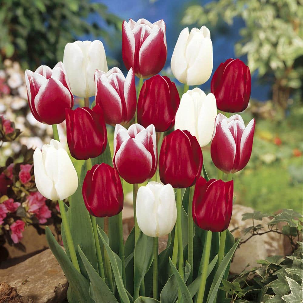 12/+ cm, Candy Cane Mix Triumph Tulip Flower Bulbs (Bag of 25) - Hercitys