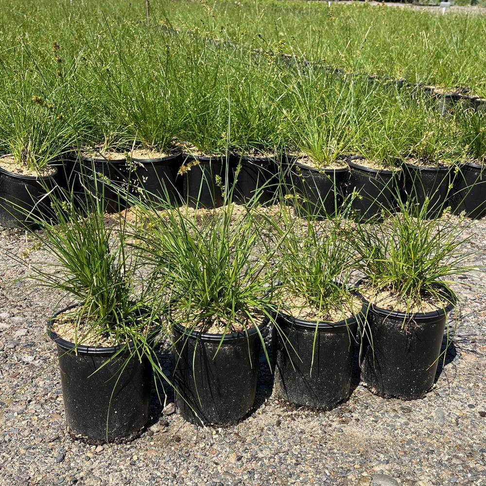 #1 container Shiny Xylosma Shrub (4-Pack) - Hercitys