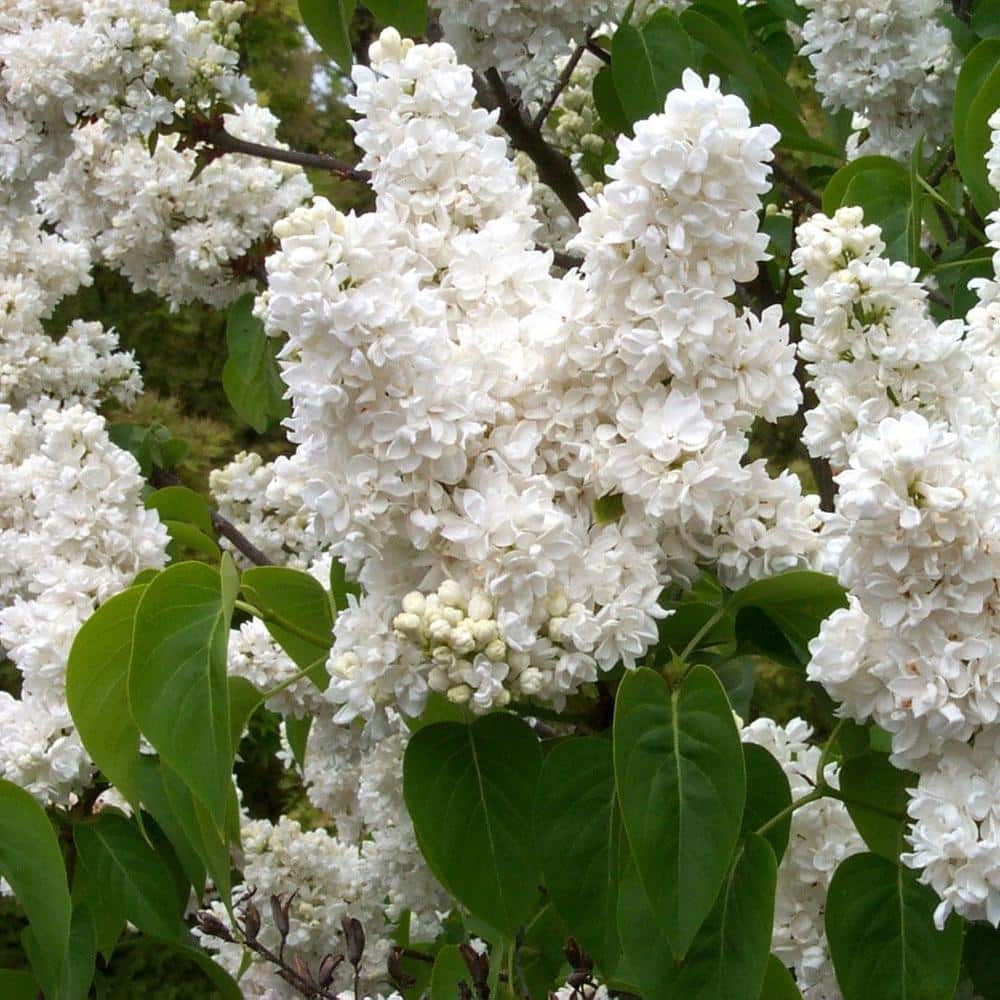 2.5 qt. Fiala’s Remembrance Lilac (Syringa) Live Shrub, Bright White Flowers #1-Pot - Hercitys