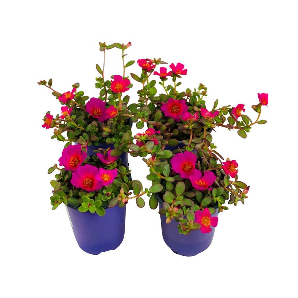 1.38 Pt. Purslane Plant Purple Flowers in 4.5 In. Grower’s Pot (4-Plants) - Hercitys