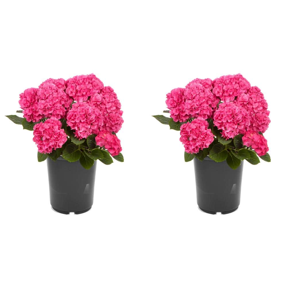 2.5 qt. Hydrangea macrophylla Hi Horizon Pink Perennial Plant with Pink Flowers – 2-Pack - Hercitys