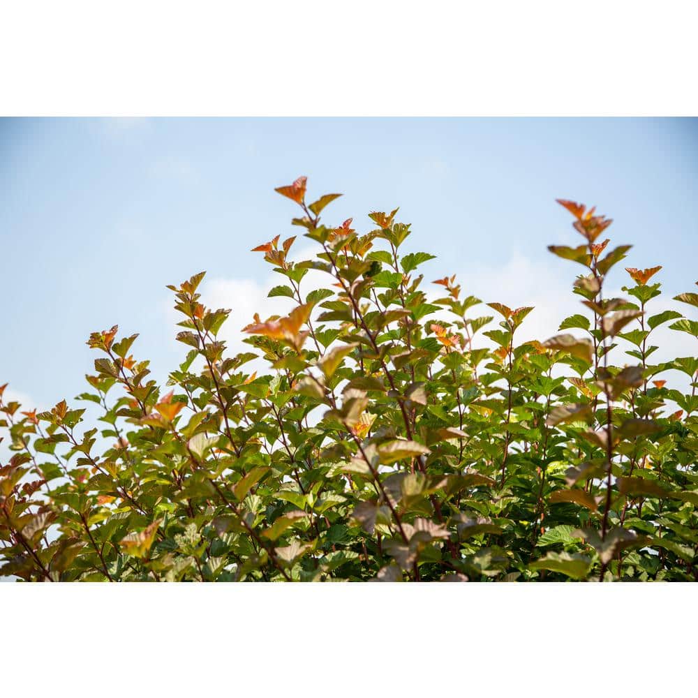 2 Gal. Amber Jubilee Ninebark (Physocarpus) Live Shrub with White Flowers - Hercitys