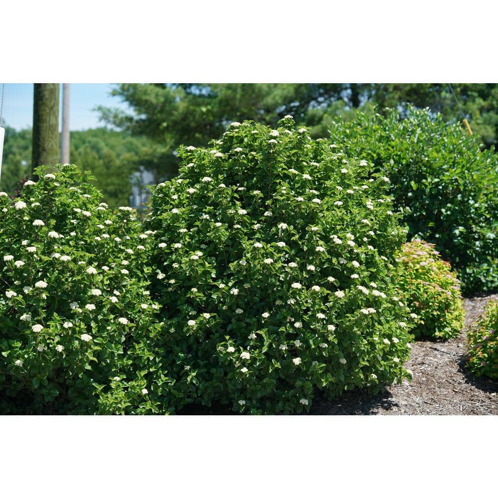 4.5 in. Qt. Glitters and Glows Arrowwood (Viburnum) Live Plant, Shrub, White Flowers - Hercitys