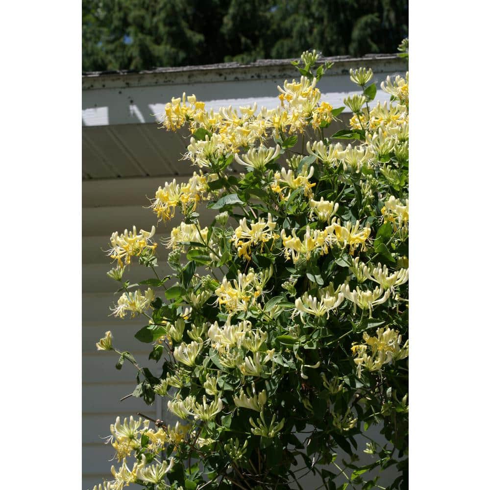 4.5 in. Qt. Scentsation Honeysuckle (Lonicera) Live Vine Shrub with Yellow Flowers and Red Berries - Hercitys