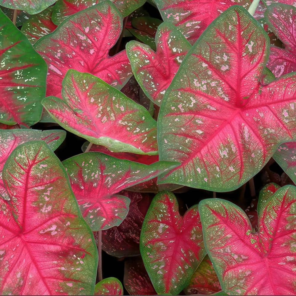 4 in. Caladium Party Punch Perennial Plant (3-Pack) - Hercitys