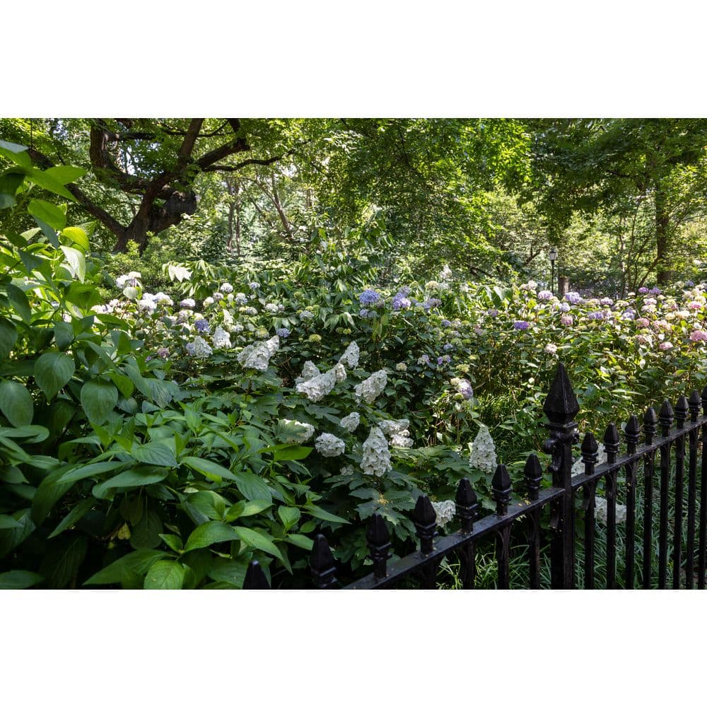 2 Gal. Jetstream Oakleaf Hydrangea Flowering Shrub with Beautiful White Aging to Pink Flowers - Hercitys