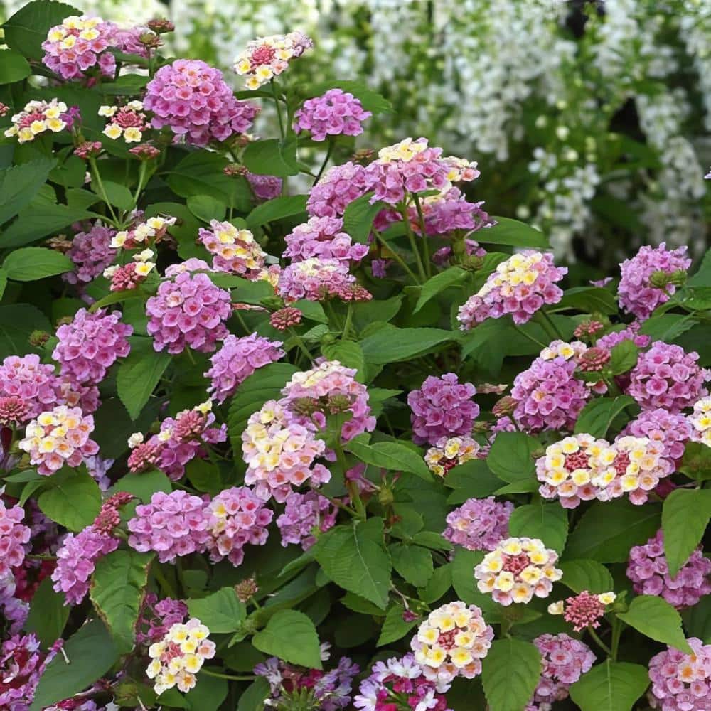 2.5 in. Lantana Bloomify Pink Plant in Grower Container (3-Piece) - Hercitys