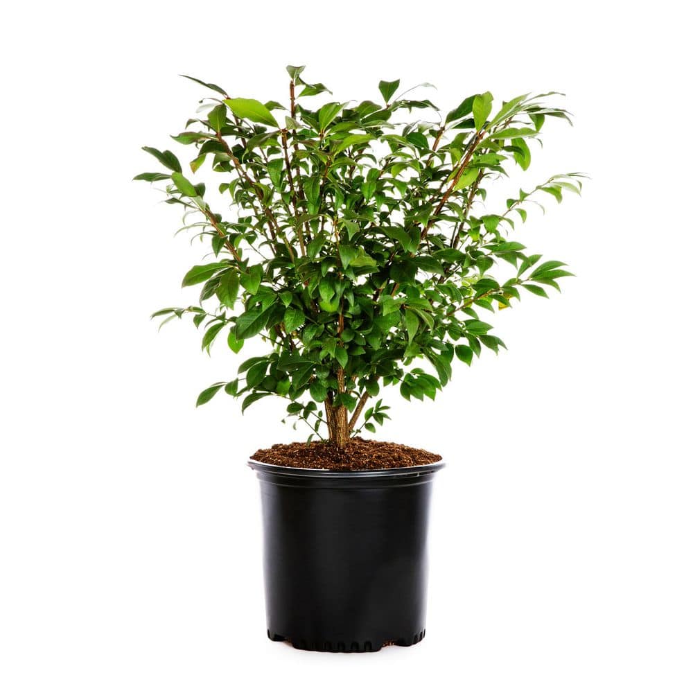2.25 Gal. Dwarf Burning Bush Euonymus Live Shrub with Red Foliage - Hercitys