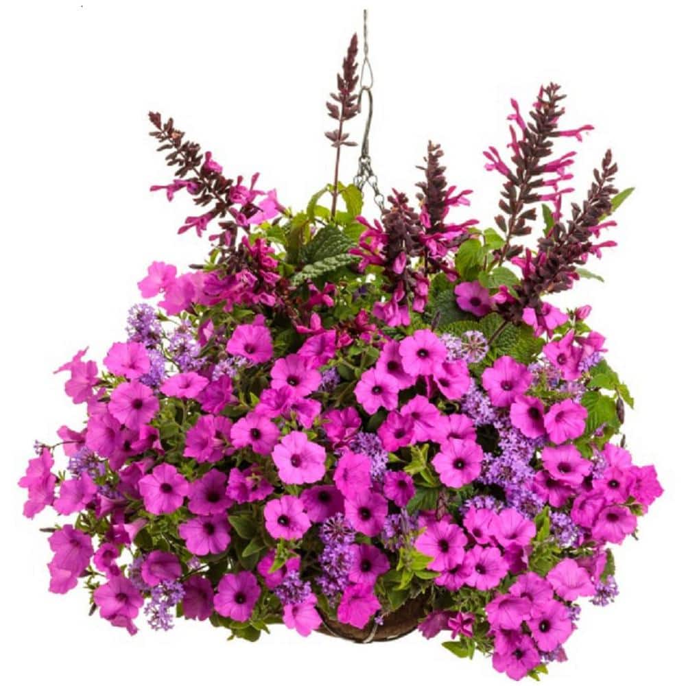 4.25 in. Eco+Grande, Supertunia Vista Jazzberry (Petunia) Live Plant, Purple Flowers (4-Pack) - Hercitys