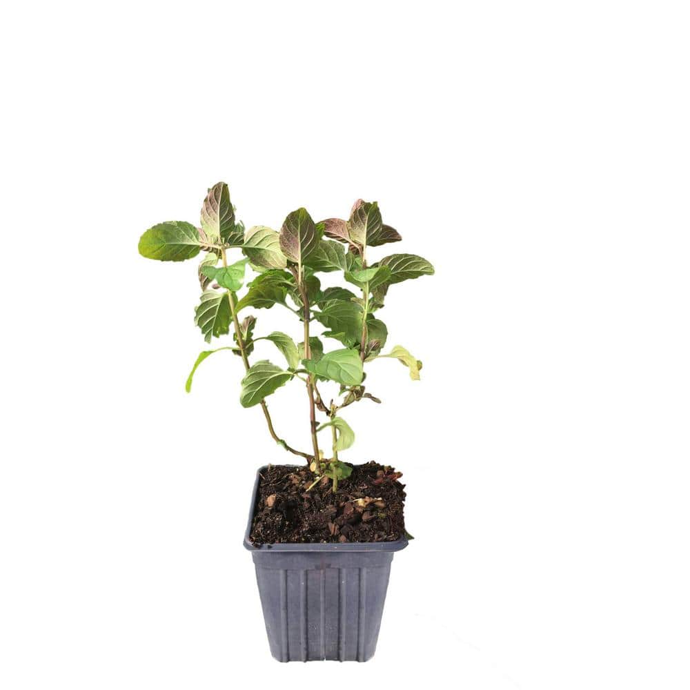 4 in. Container Orange Mint Plant - Hercitys