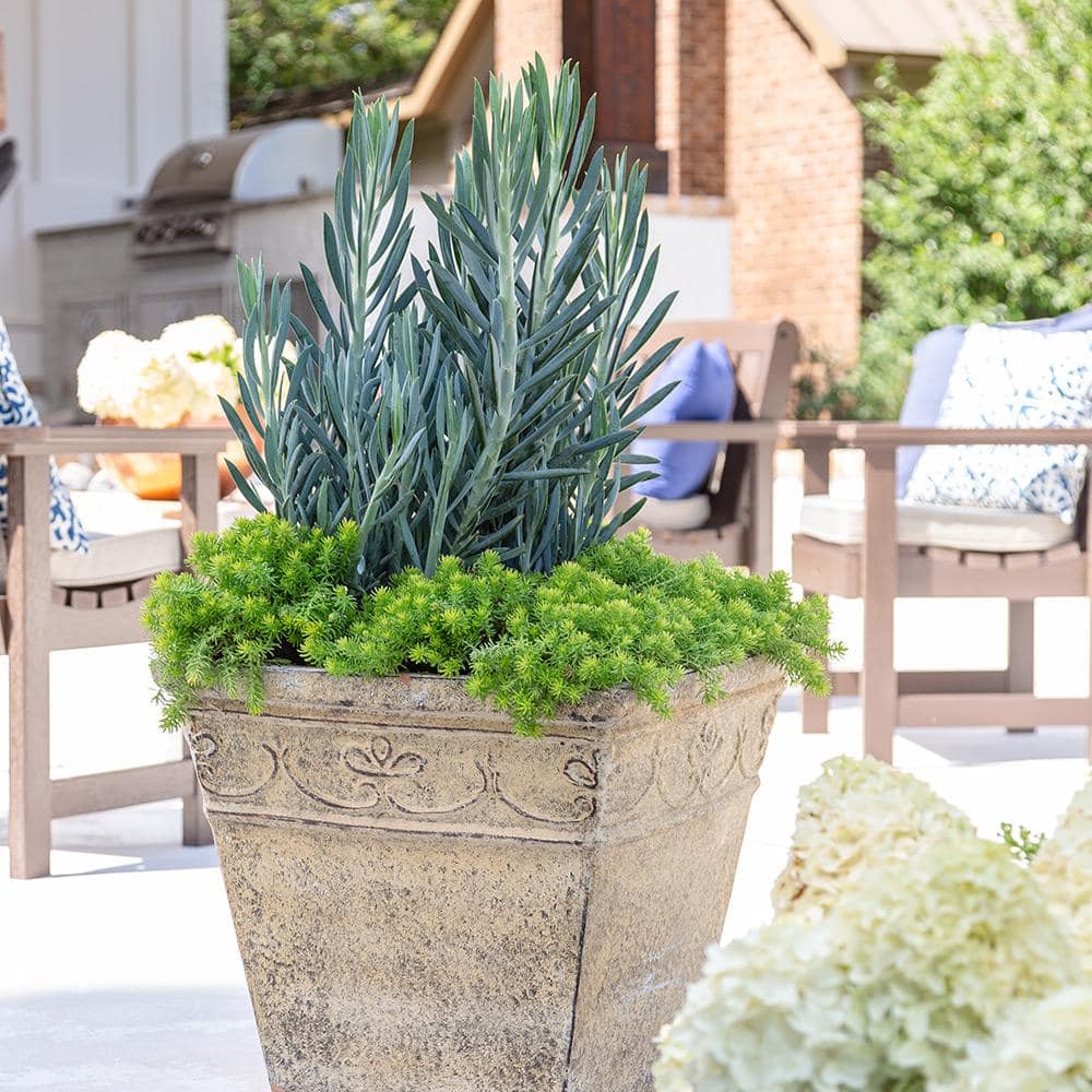 1.5 Gal. Skyscaper Curio (Senecio) with Chalky Blue Green Foliage - Hercitys