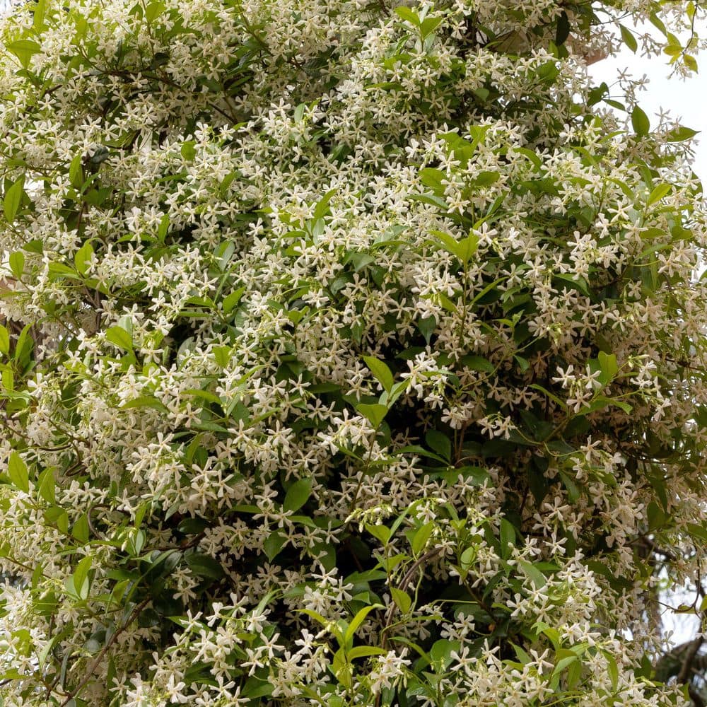 2.5 in. Star Jasmine Plant with White Flowers (3-Pack) - Hercitys