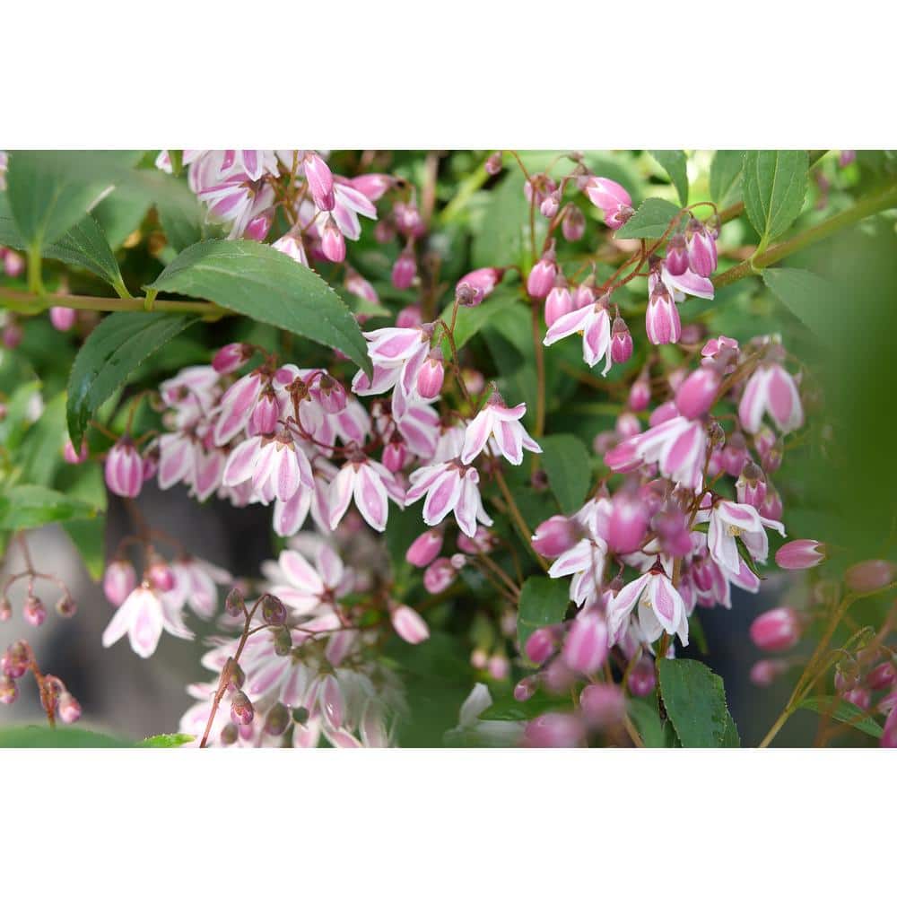 1 Gal. Yuki Kabuki Deutzia (Deutzia x) Live Flowering Shrub with Pink and White Flowers - Hercitys