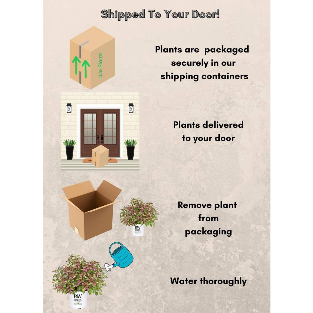 2 Gal. Vingo Verde Weigela Shrub with Pink Blooms - Hercitys