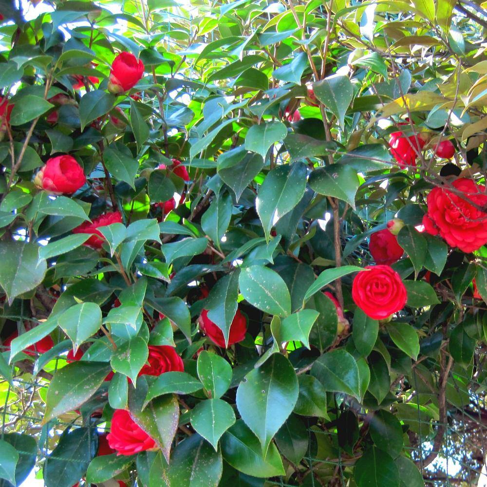 #5 Container Kramers Supreme Camellia Plant - Hercitys