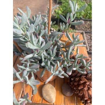 5 in. Oscularia Pedunculata with Mauve Flowers, Succulent Plants in Grower Hanging Pot - Hercitys