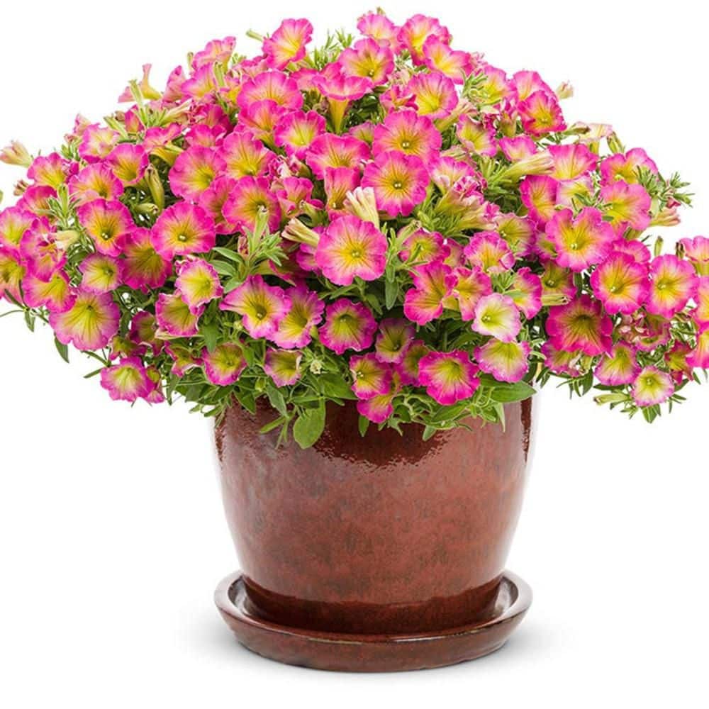 4.25 in. Eco+ Grande Supertunia Daybreak Charm (Petunia Hybrid) Live Annual Plant with Pink Flowers 4-Pack - Hercitys