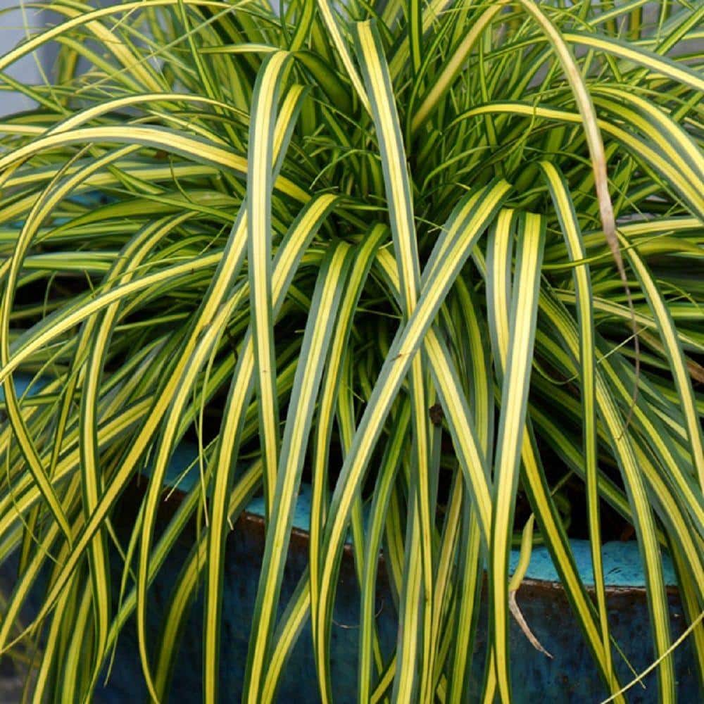 2.5 Qt. Evercolor Eversheen Carex (Sedge Grass) Live Perennial with Lime Yellow Striped Green Foliage - Hercitys