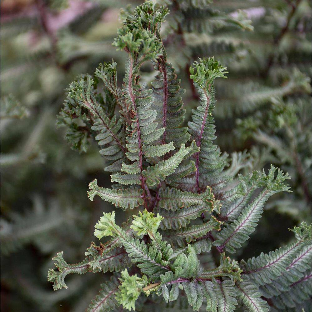 1 Gal. Crested Surf Crested Japanese Painted Fern (Athyrium niponicum) Live Perennial Plant - Hercitys