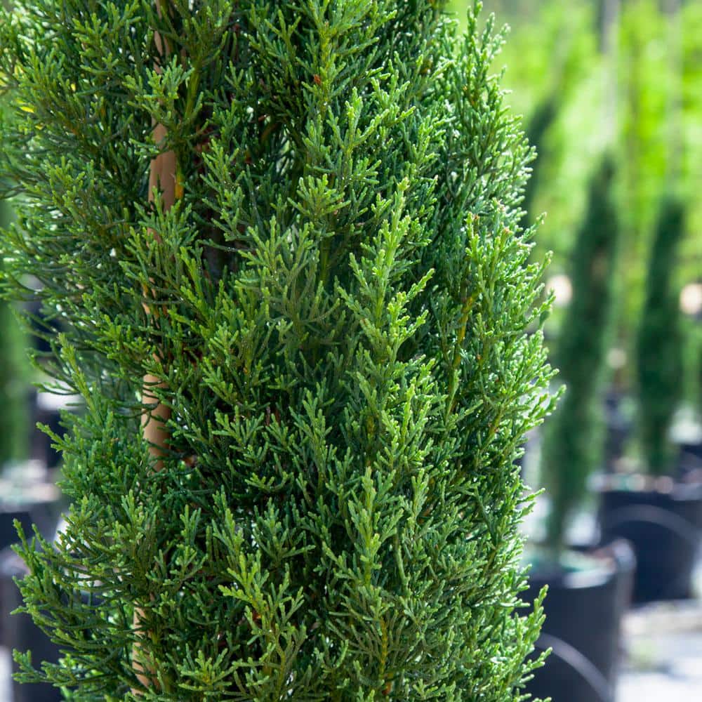 2 ft.- 3 ft. Italian Cypress (2-Pack) - Hercitys